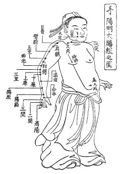 手陽明大腸経